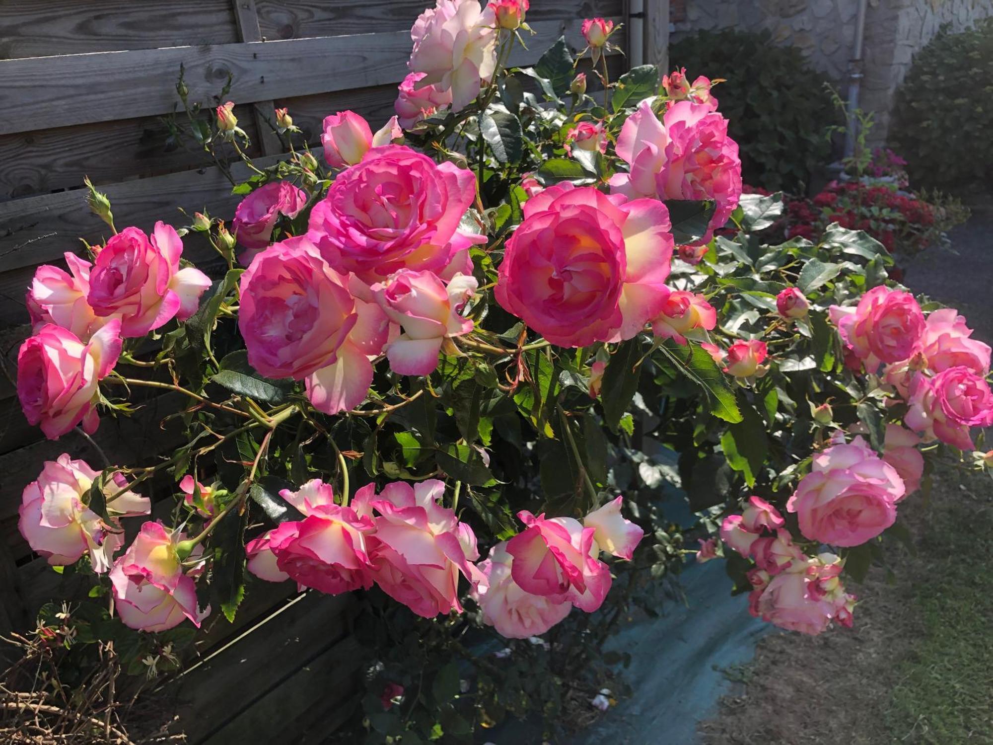 Les Hortensias Grand-Fougeray Экстерьер фото